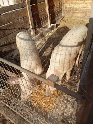 porci de vânzare  - imagine 2