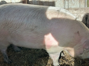 purcea de vanzare  - imagine 2