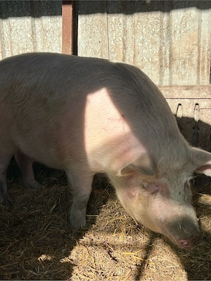 purcea de vanzare  - imagine 3