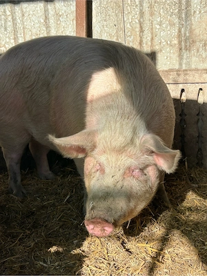 purcea de vanzare  - imagine 4