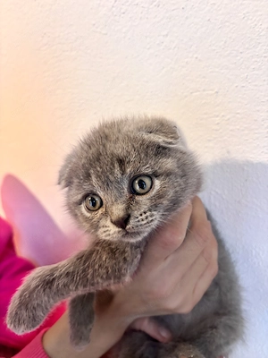 Pisoiași bristish shorhair și scotish fold - imagine 2