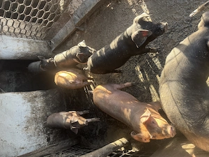 Vând purcei Hungahib 39 Duroc