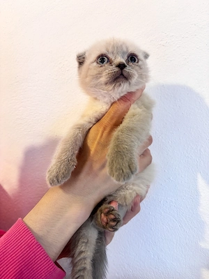 Pisoiași bristish shorhair și scotish fold