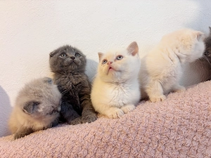 Pisoiași bristish shorhair și scotish fold - imagine 5