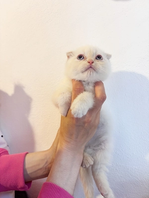 Pisoiași bristish shorhair și scotish fold - imagine 3