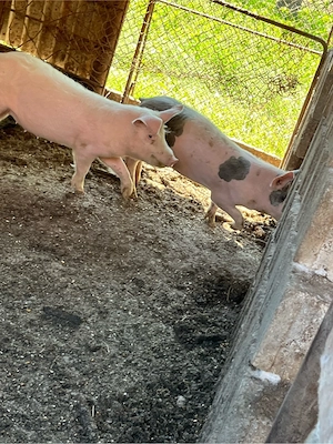 Vand  porci aproximativ 40 kg preț 800 lei buc