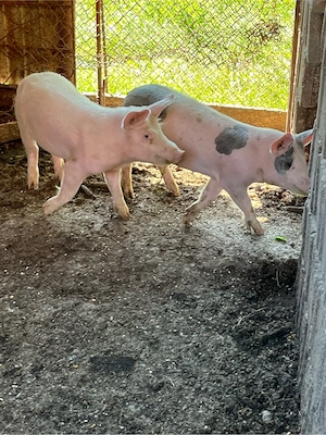 Vand  porci aproximativ 40 kg preț 800 lei buc - imagine 2