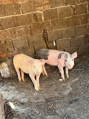 Vand  porci aproximativ 40 kg preț 800 lei buc - imagine 3