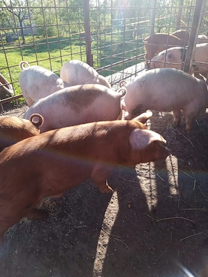 Vând purcei de 7 săptămâni - imagine 2