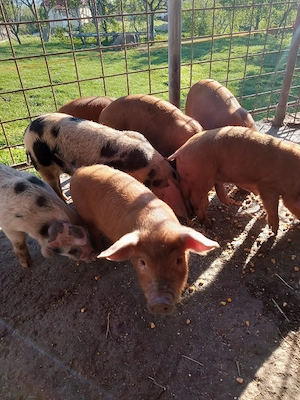 Vând purcei de 7 săptămâni - imagine 4