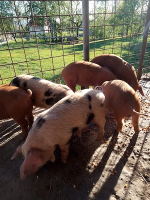 Vând purcei de 7 săptămâni - imagine 3