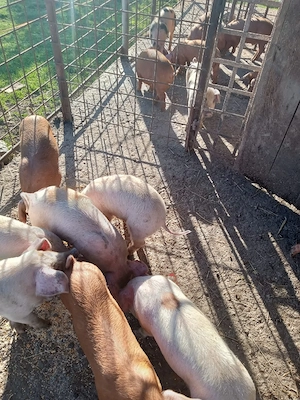 Vând purcei de 7 săptămâni - imagine 5