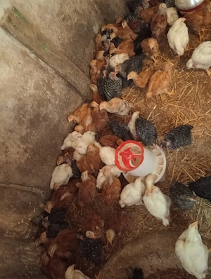 vând pui kabir porumbac și de carne la Cenei Timiș Nr   - imagine 4