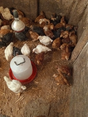 vând pui kabir porumbac și de carne la Cenei Timiș Nr   - imagine 2