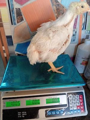 vând pui kabir porumbac și de carne la Cenei Timiș Nr   - imagine 5