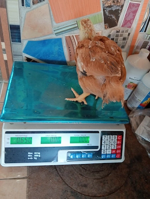 vând pui kabir porumbac și de carne la Cenei Timiș Nr   - imagine 3