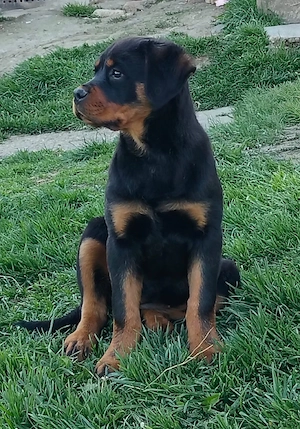 Catel Rottweiler