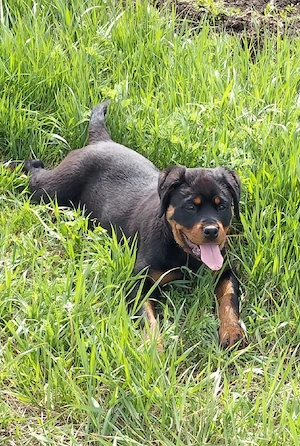 Catel Rottweiler - imagine 3