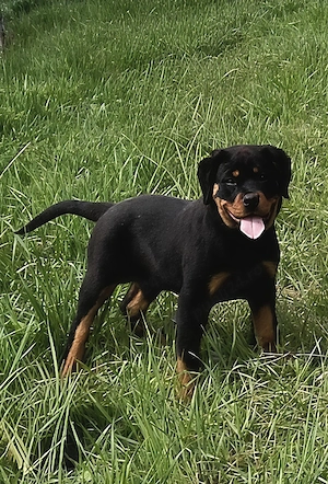 Catel Rottweiler - imagine 2