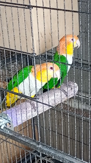 vând pereche papagali caique - imagine 3