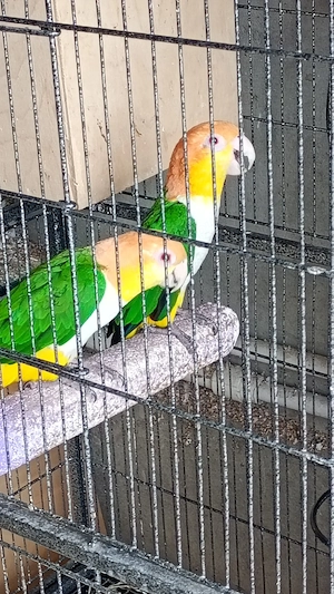 vând pereche papagali caique - imagine 2