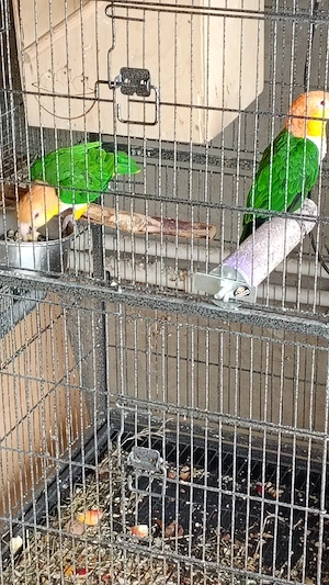 vând pereche papagali caique