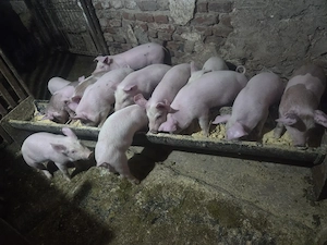 Purcei rasa marele alb - imagine 4