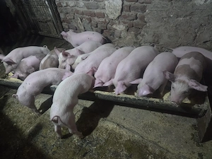 Purcei rasa marele alb - imagine 2