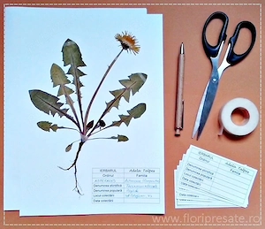 ierbar,simplu sau profesional  - imagine 2