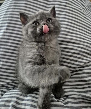 British shorthair blue - imagine 4