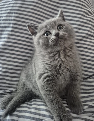 British shorthair blue - imagine 2