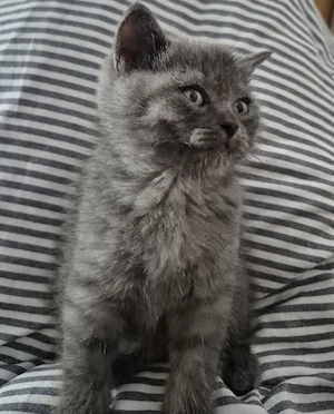 British shorthair blue - imagine 3