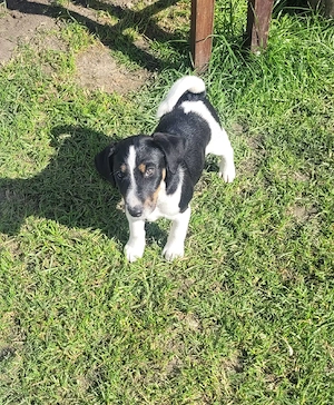 Jack russell terier 