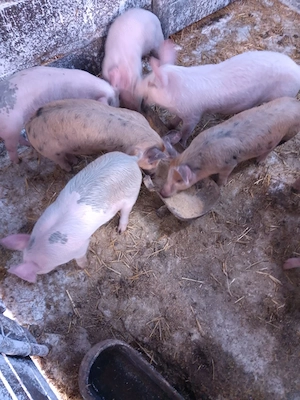 Purcei  8 saptamani de vanzare,Costesti, Buzau. Nr tel: 