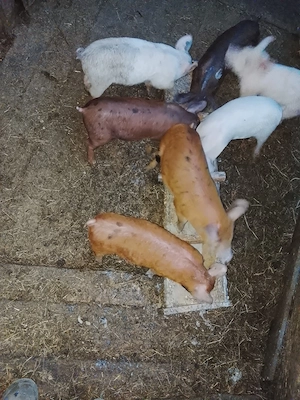 vând purcei de 6 săptămâni  - imagine 5