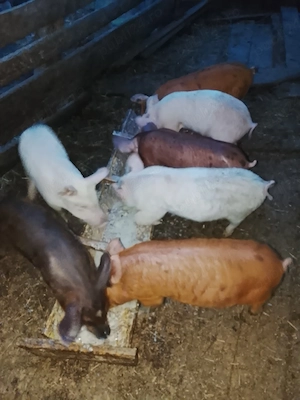 vând purcei de 6 săptămâni  - imagine 2