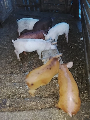 vând purcei de 6 săptămâni  - imagine 3