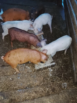 vând purcei de 6 săptămâni  - imagine 4