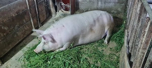 Porc de țară 200kg  - imagine 4