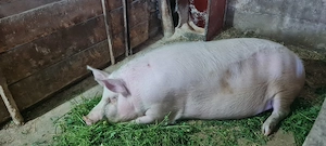 Porc de țară 200kg 