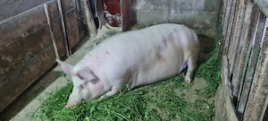 Porci rasa de carne  200-300kg