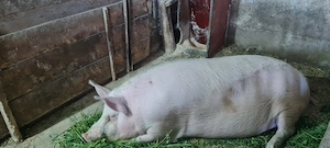 Porc de țară 200kg  - imagine 2