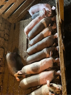 vand purcei 10 săptămâni  - imagine 2