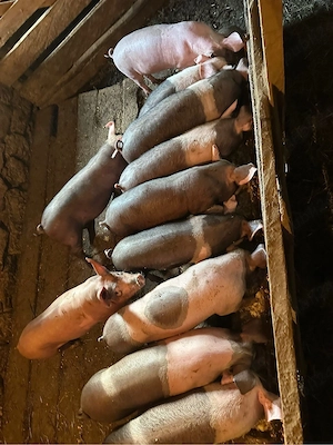 vand purcei 10 săptămâni 