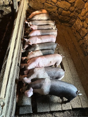 vand purcei 10 săptămâni  - imagine 4