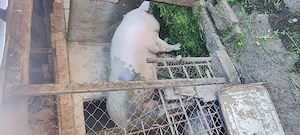 Porc crescut în gospodărie 300 kg 