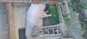 Porc crescut în gospodărie 300 kg  - imagine 2