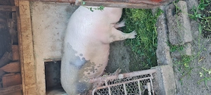 Porc crescut în gospodărie 300 kg  - imagine 3