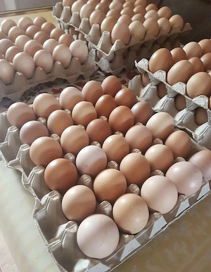 Ouă bio de casă