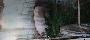 Purcica 120-140kg Marele Alb 